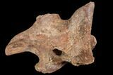Partial Theropod Dinosaur Ilium - Kem Kem Beds, Morocco #110174-3